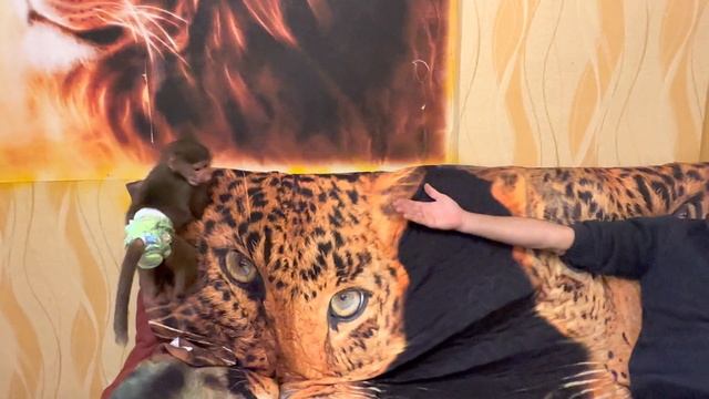 В ЗооПарке "Сказка" живет гамадрил, который вскоре станет МУЖЕМ нашей Люськи-это сын Нафани! смотреть онлайн