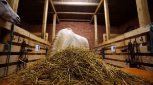 Ansip sööb│ Horse eating ASMR 4K│Tartu Ratsakool