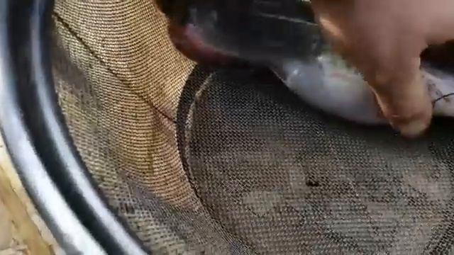 Промежуточный итог эксперимента по получению сомов с коротким телом. смотреть онлайн