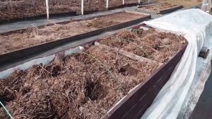 Ранний картофель  от А до Я в природном земледелии.