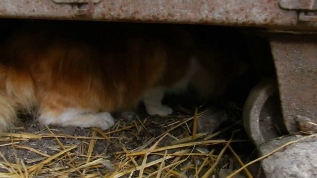 Ликвидация крысы, котом Рыжиком! смотреть онлайн