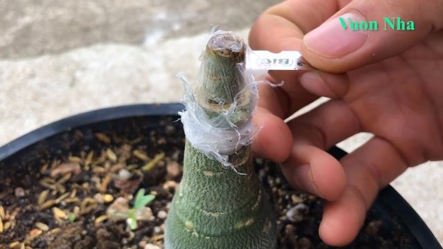 Cách ghép hoa sứ thái màu đỏ | Adenium obesum смотреть онлайн