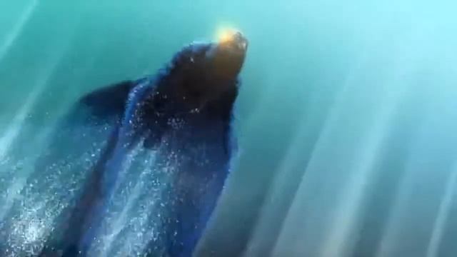 Финист Ясный Сокол смотреть онлайн