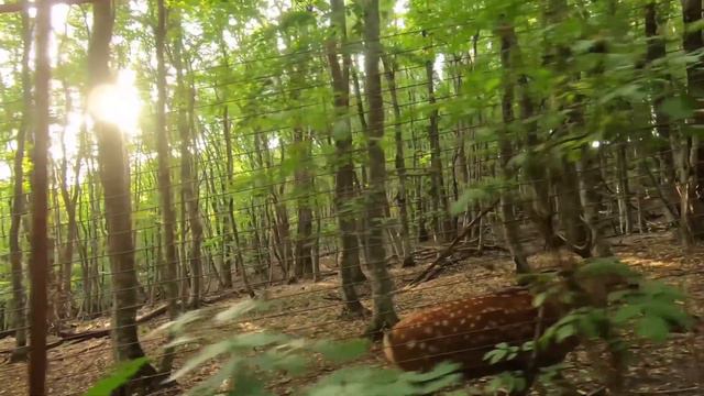 Футаж на зеленом фоне в 2,7к. Телескоп на зеленом фоне. Хромакей. Переходы на зеленом фоне. Луна. смотреть онлайн