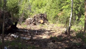 Отшельники. поиски лесных жителей.