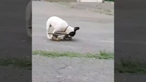 Французский бульдог катается на скейте
