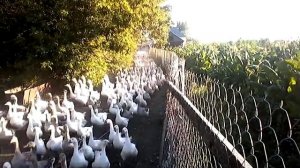 Гуси-бизоны выходят гулять - разведение гусей.