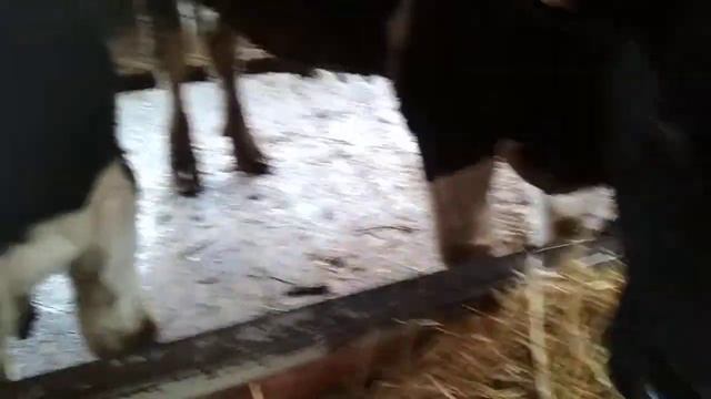 содержание быков ( обеденная управка )