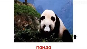 дикие животные с голосами для детей