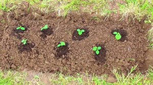 Масло против муравьев / дача в июне