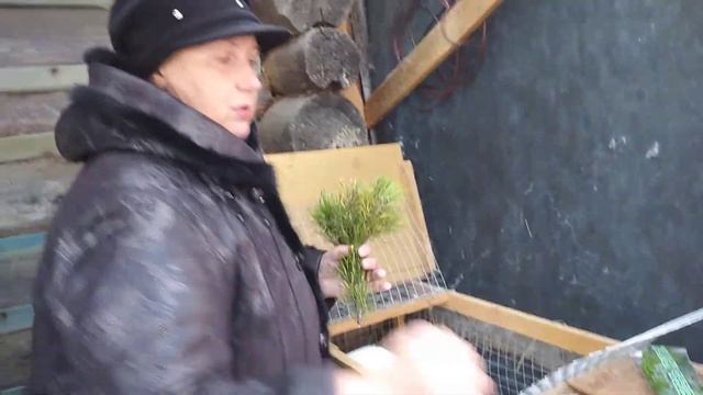 Осенняя линька кроликов.Последствие.