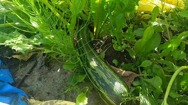 Моя дача в августе 2021 года смотреть онлайн