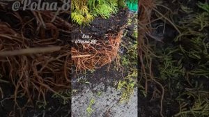 КОНТЕЙНЕРНЫЕ РАСТЕНИЯ ЗИМОЙ. Как сохранить??