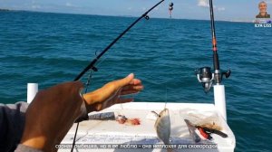 Морская рыбалка, видео для рыбаков. Океанские рыбы и твари, лучшее. Часть 1. (видео 393)