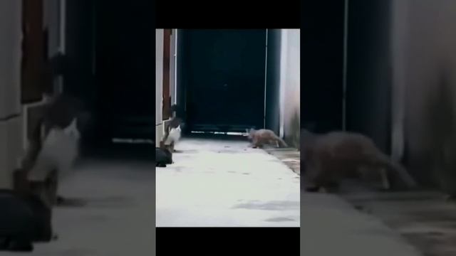 Приколы с котами