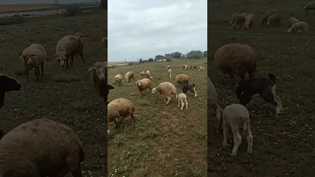 Грузовик с баранами коровами