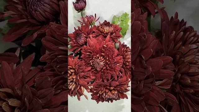 Хризантема корейская зимостойкая Ра Ра  #chrysanthemumflower #хризантема #цветы #черенкихризантемы