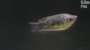 Аквариумная рыбка гурами. Особенности. Уход.