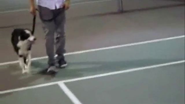 Cesar Millan Dog Whisperer Quick Documentary смотреть онлайн