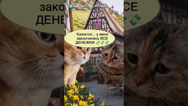 Шалаш развалился #мыкотики #вмем #разговор #анекдот #шутки #кот #юмор #смешное #прикольно #мемы #cat