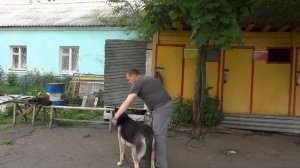 Строгий ошейник для собаки. Когда он нужен?