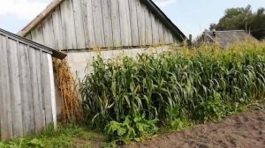 Деревня Стахово. Столинский район. Беларусь.