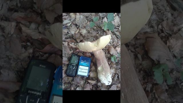 Білі гриби КАРПАТ. Белые грибы КАРПАТЫ. White Carpathians mushrooms 3 смотреть онлайн