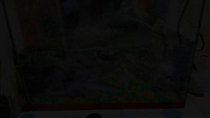 Клариевый сом. Сомы дома в аквариуме. Мини узв для клариевого сома.