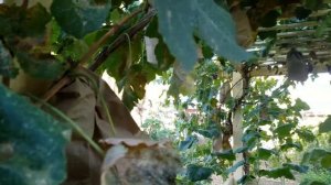 Blueberry Grape Harvest