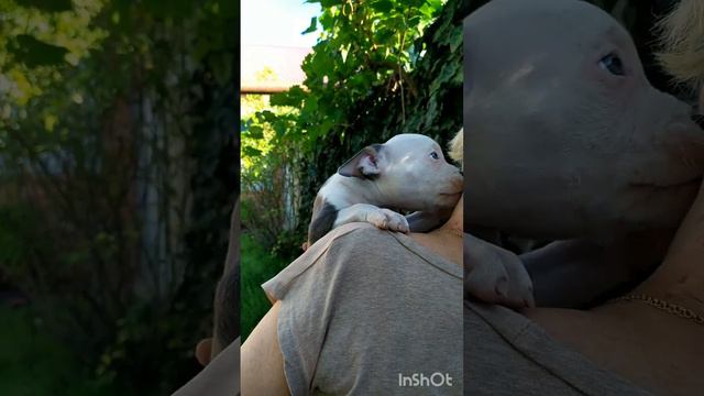 Мордоворотик! Мальчишка готов к переезду в семью! приятная цена, доставка +79180691631 WhatsApp смотреть онлайн