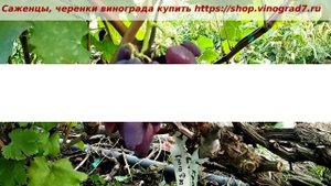 Виноград Краса Днепра - с пальчиковой формой ягод, раннего срока созревания. Пузенко Наталья