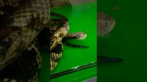 Гигантский Бразильский Уж