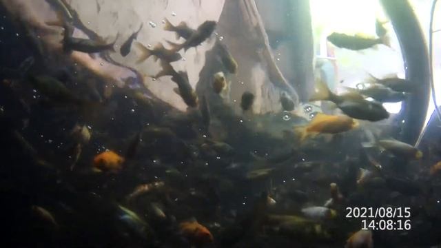 Мальки карпов кои и карасей комет смотреть онлайн