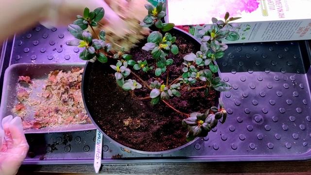 Саженцы рододендрона из коробки