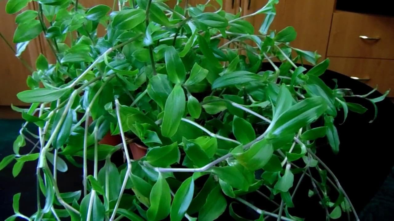 Выращивание и уход  дома зимой за традесканцией. Проблемы при выращивании и их устранение.