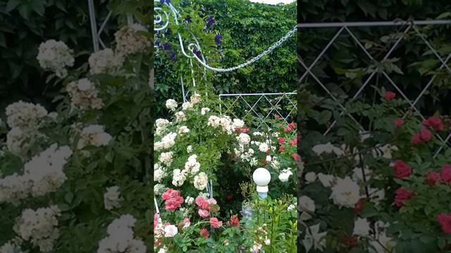 Жаркий июль,розы цветут .Вторая климатическая зона.Урал смотреть онлайн