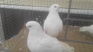 Ижевские голуби линялые