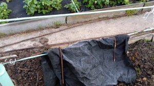 Виноград в Подмосковье 20.05.2020, заморозок всё таки был, лёгкое укрытие винограда сработало