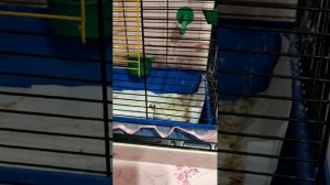 Зебровая Амадина пение (самка)