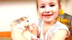 ЛАБИРИНТ ДЛЯ КРЫС СВОИМИ РУКАМИ