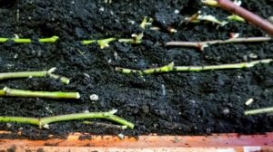 Опыт размножения ежевики зимой.