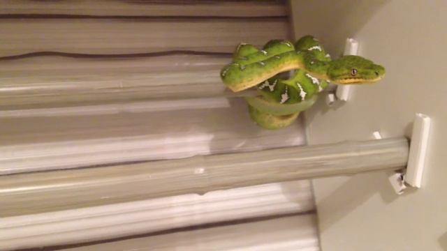 Corallus caninus feeding (cold pray and bright) смотреть онлайн