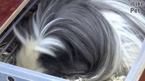 Морская свинка коронет на ilikepet. Особенности породы, уход