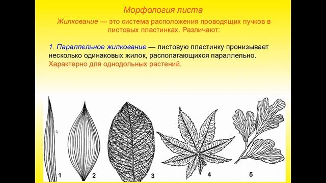 Лист смотреть онлайн