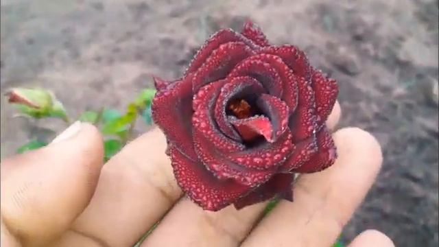 Most Beautiful Rose (Black Rose)