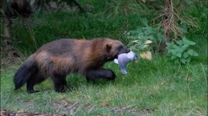 о Сахалин Животный мир