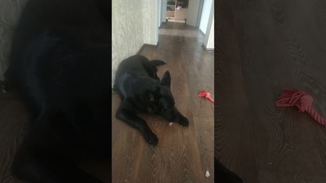 ВЕО восточно европейская овчарка черная 2023-03-19 17-44-19 смотреть онлайн