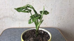 Монстера Манки Маск (Monstera Monkey Mask)