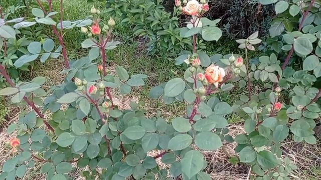 Первое цветение роз началось. Прогулка по саду 22 мая 2023 года. смотреть онлайн