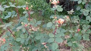 Первое цветение роз началось. Прогулка по саду 22 мая 2023 года.